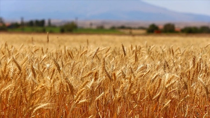 Aksaray'da deneme ekimi yapılan yerli ekmeklik buğday 'Halis' hasat edildi