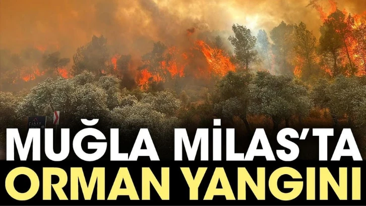 Muğla Milas'ta orman yangını