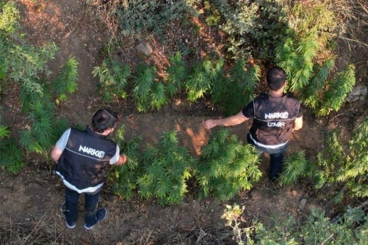 Ödemiş'te bir araziye ekilen Hint keneviri dron ile tespit edildiq