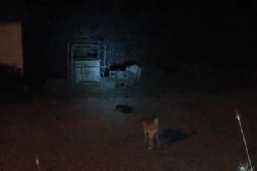 Aç kalan ayılar ilçe merkezine indi, köpekleri kovalayıp çöpten karnını doyurdu