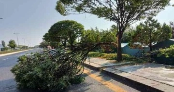 Başkent’te etkili olan fırtına bir ağacı yerinden söktü