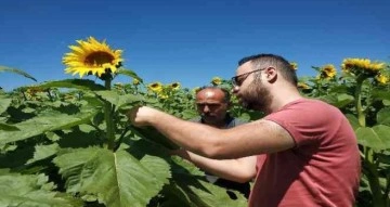 Beyşehir’de ekili alanlarda hastalık ve zararlı kontrolleri sürüyor