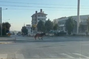 Caddede gezen başıboş at tehlike oluşturdu