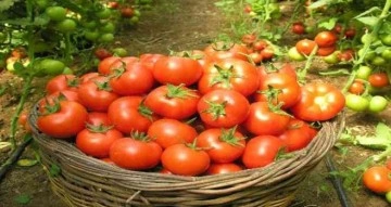 Çameli’nde ’En iyi domates’ yarışması düzenlenecek