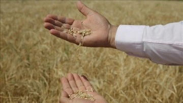 Gıda güvenliğindeki kriz nedeniyle Kerkük'teki çiftçilerden binlerce tonluk buğday satın alındı