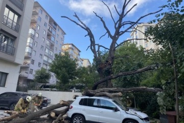 Kadıköy’de 150 yıllık meşe ağacı park halindeki 6 aracın üstüne devrildi