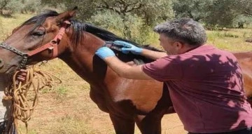 Karacasu’da rahvan atları kimliklendirildi