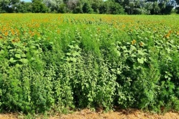 Kırklareli'nde ayçiçeği tarlasına gizlenmiş 208 bin kenevir bitkisi ele geçirildi
