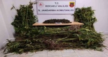 Kocaeli’de jandarma bin 280 kök kenevir ile 11 kilo uyuşturucu ele geçirdi
