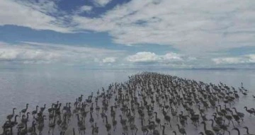 Kuluçkadan çıkan birlerce yavru flamingo havadan görüntülendi