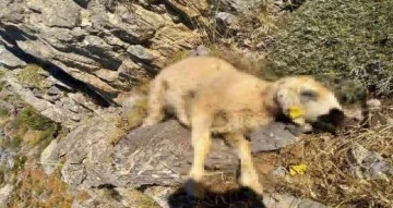 Malatya’da kurtlar 18 koyunu telef etti