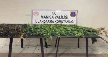 Manisa’da jandarmadan uyuşturucu operasyonları