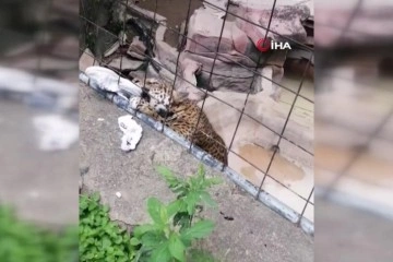 Meksika’da 14 yaşındaki çocuğa jaguar saldırdı