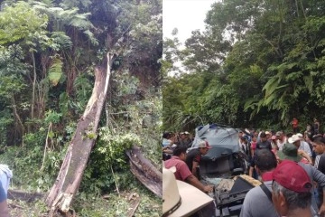 Meksika’da 25 metrelik ağaç devrildi: 3 ölü, 1 yaralı
