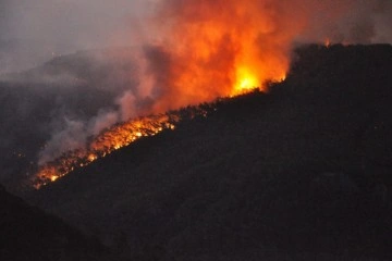 Muğla'nın Ula ilçesinde orman yangın