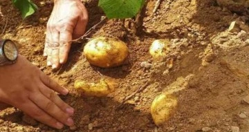 Samsun’da patates üretimi artıyor