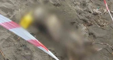 Samsun’da sahilde insan iskeleti bulundu