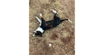 Tavuklarına zarar veren yavru köpeği tüfekle öldüren şahıs kamerada