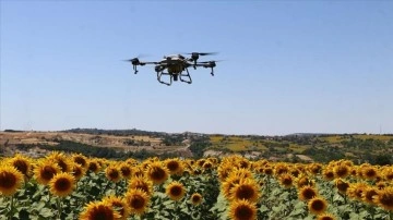 Tekirdağ'da ayçiçeği tarlalarında "çayır tırtılına" karşı dron ile ilaçlama yapılıyor