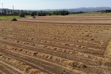 Üniversitenin arazisine buğday ektiler, 400 ton hasat yaptılar