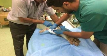 Yaralı yaban tavşanı tedavi altına alındı