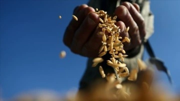 Yemen'den buğday stoklarının tükenmek üzere olduğu açıklaması