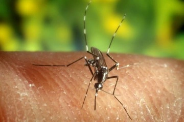 Yunanistan'da Batı Nil virüsü vakaları artıyor
